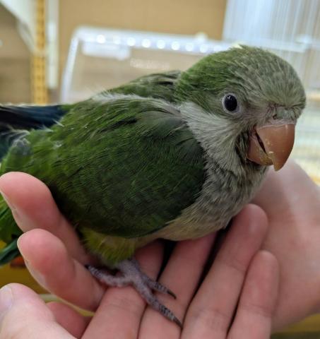 オキナインコ