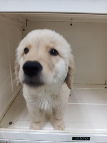 富山県のゴールデンレトリバー (ペットアミ宮野店/2026年4月6日生まれ/男の子/ゴールデン)の子犬の2枚目の画像