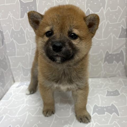 柴犬