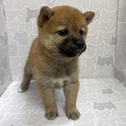 柴犬