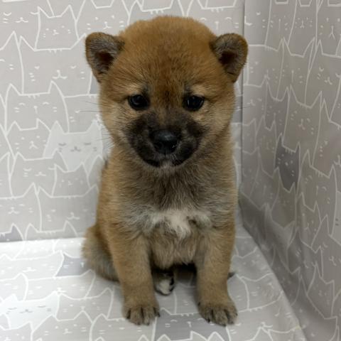 柴犬