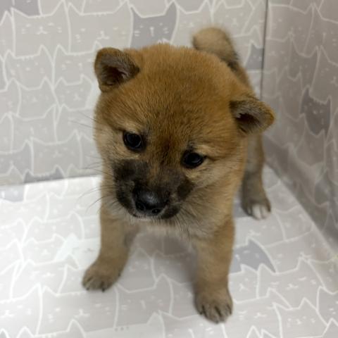柴犬