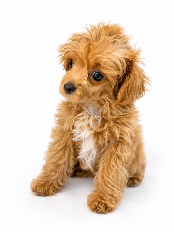 三重県の犬ハーフ（チワワ×トイプードル） (ペットアミ 名張店/2026年4月29日生まれ/男の子/その他色)の子犬の1枚目の画像