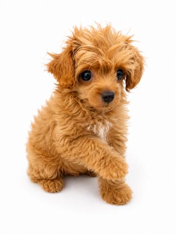三重県の犬ハーフ（チワワ×トイプードル） (ペットアミ 名張店/2026年4月29日生まれ/男の子/その他色)の子犬の2枚目の画像