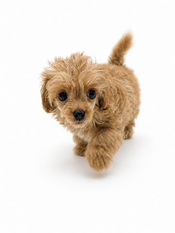 三重県の犬ハーフ（チワワ×トイプードル） (ペットアミ 名張店/2026年4月29日生まれ/男の子/その他色)の子犬の3枚目の画像