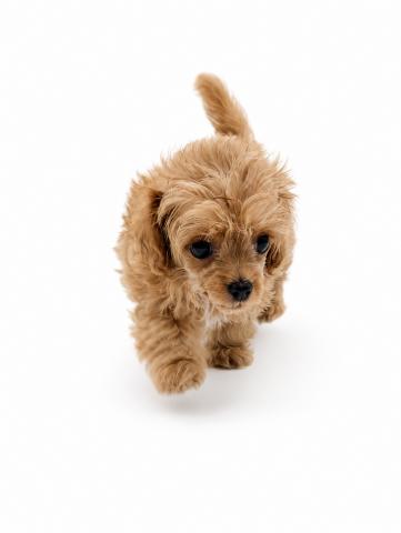三重県の犬ハーフ（チワワ×トイプードル） (ペットアミ 名張店/2026年4月29日生まれ/男の子/その他色)の子犬の4枚目の画像