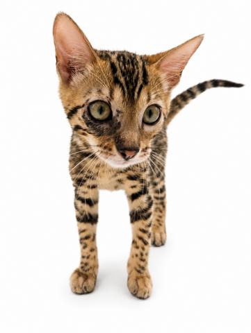 三重県のベンガル (ペットアミ 名張店/2026年4月1日生まれ/女の子/ブラウンスポットタビー)の子猫の1枚目の画像