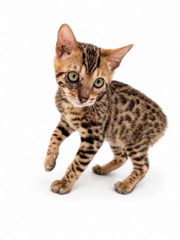 三重県のベンガル (ペットアミ 名張店/2026年4月1日生まれ/女の子/ブラウンスポットタビー)の子猫の2枚目の画像