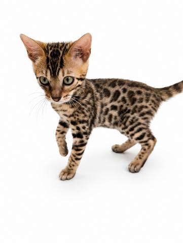 三重県のベンガル (ペットアミ 名張店/2026年4月1日生まれ/女の子/ブラウンスポットタビー)の子猫の3枚目の画像