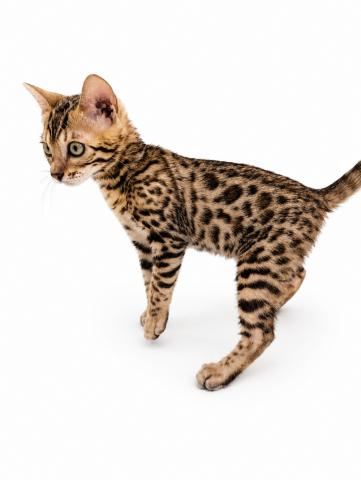 三重県のベンガル (ペットアミ 名張店/2026年4月1日生まれ/女の子/ブラウンスポットタビー)の子猫の4枚目の画像