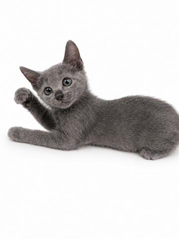 三重県のロシアンブルー (ペットアミ 名張店/2026年4月3日生まれ/男の子/ブルー)の子猫の2枚目の画像