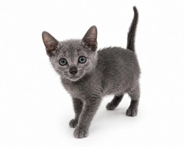 三重県のロシアンブルー (ペットアミ 名張店/2026年4月3日生まれ/男の子/ブルー)の子猫の3枚目の画像