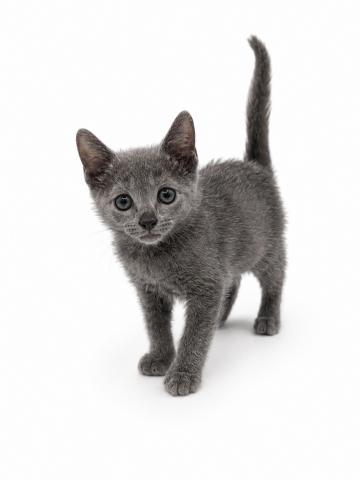 三重県のロシアンブルー (ペットアミ 名張店/2026年4月3日生まれ/男の子/ブルー)の子猫の4枚目の画像