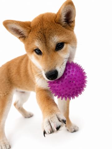 三重県の柴犬(標準サイズ) (ペットアミ 名張店/2026年3月6日生まれ/男の子/レッド)の子犬の1枚目の画像