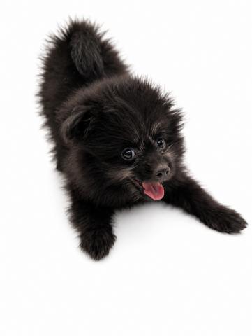 三重県の犬ハーフ（ポメラニアン×トイプードル） (ペットアミ 名張店/2026年4月15日生まれ/男の子/ブラック)の子犬の2枚目の画像