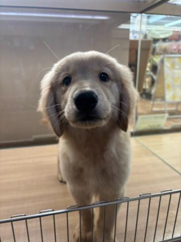 ゴールデンレトリーバー