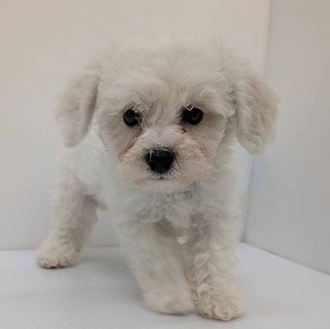 ビションフリーゼ子犬