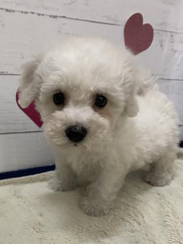 ビションフリーゼ子犬