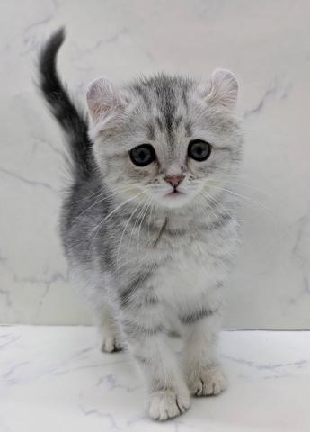 宮城県のアメリカンカール (ペットアミ 佐沼店/2026年3月15日生まれ/女の子/ブルータビー)の子猫の1枚目の画像