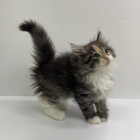 ノルウェージャンフォレストキャット