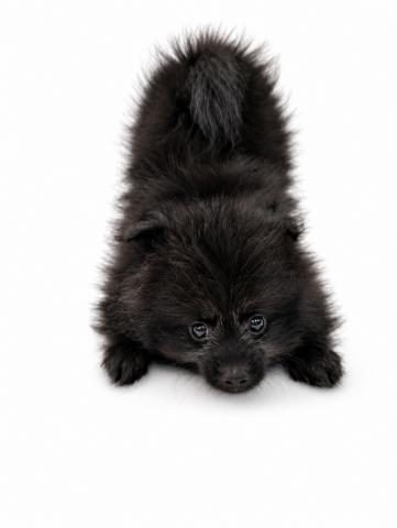 犬ハーフ（ポメラニアン×トイプードル）