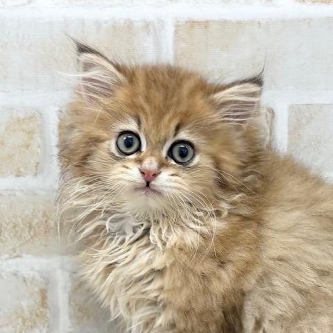 ペルシャ・ヒマラヤン