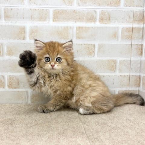 ペルシャ・ヒマラヤン