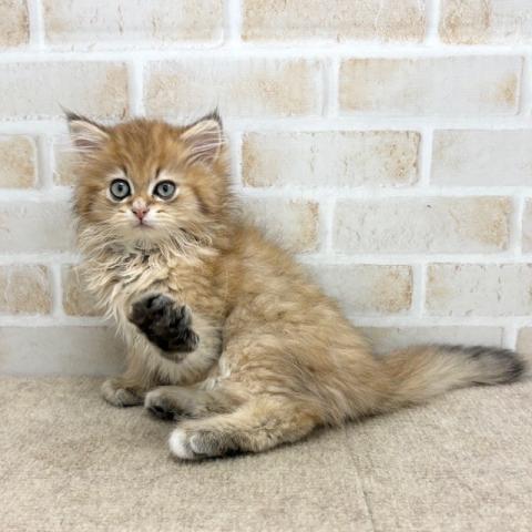 ペルシャ・ヒマラヤン