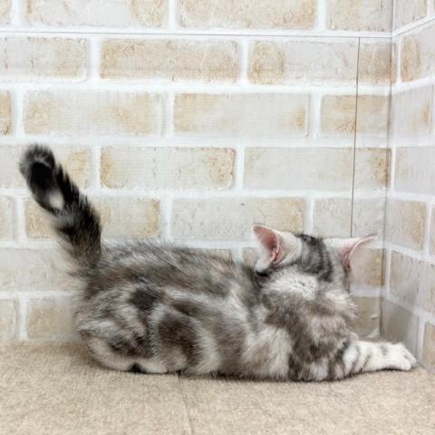 アメリカンショートヘアー