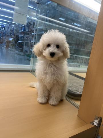 和歌山県のトイプードル(トイ) (ペットアミ 那賀店/2026年3月14日生まれ/女の子/クリーム)の子犬の3枚目の画像