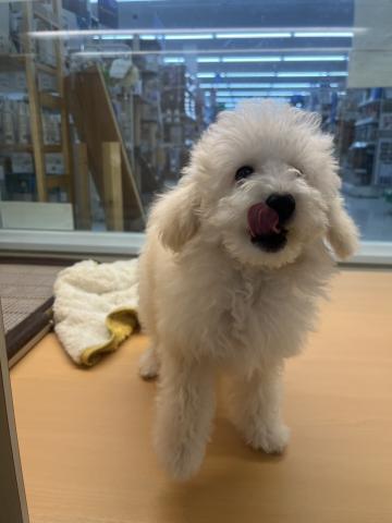 和歌山県のトイプードル(トイ) (ペットアミ 那賀店/2026年3月14日生まれ/女の子/クリーム)の子犬の4枚目の画像