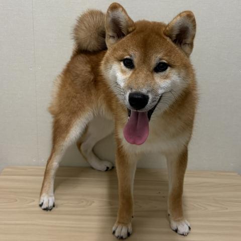 柴犬