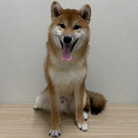 柴犬