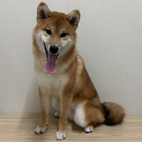 柴犬