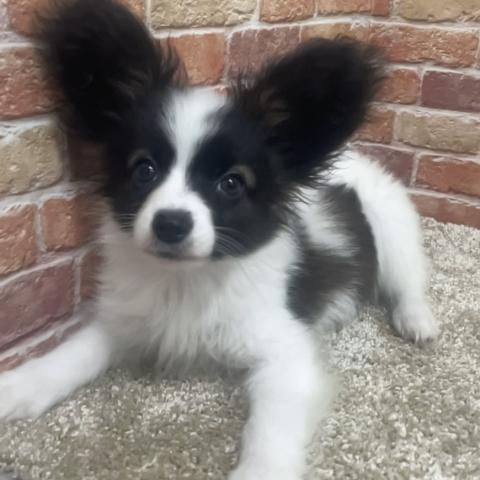 パピヨン