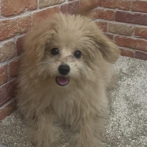 MIX