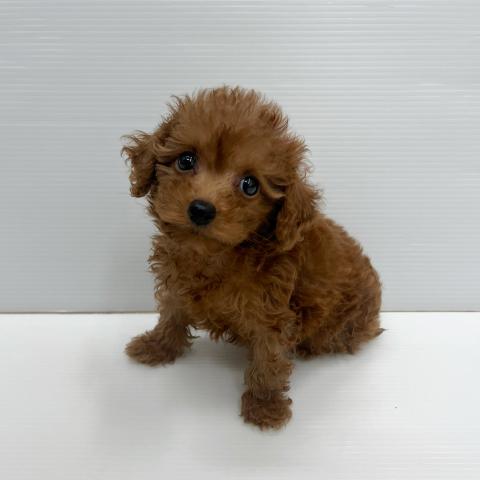 和歌山県のトイプードル(トイ) (ペットアミ 岩出店/2026年5月16日生まれ/男の子/レッド)の子犬の2枚目の画像