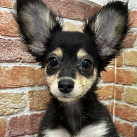 MIX