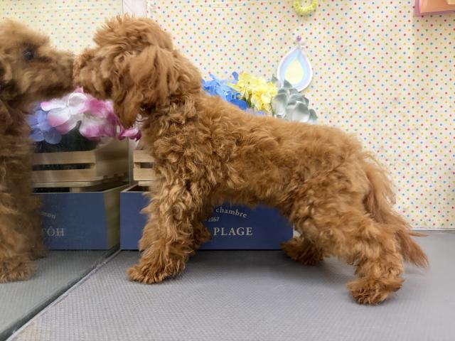 秋田県のトイプードル(トイ) (ペットアミ 秋田卸町店/2026年1月11日生まれ/女の子/レッド)の子犬の3枚目の画像