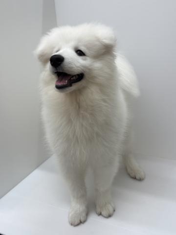 サモエド