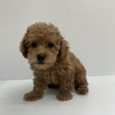 新潟県のトイプードル(トイ) (ペットアミ 新発田店/2026年4月23日生まれ/女の子/レッド)の子犬の3枚目の画像