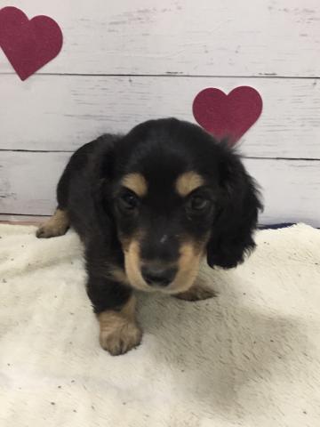 ミニチュアダックスフンド子犬