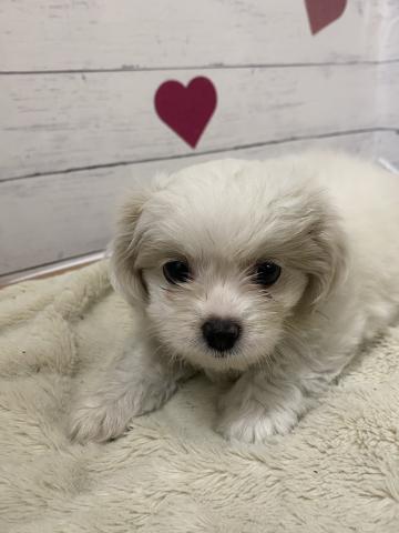 MIX子犬
