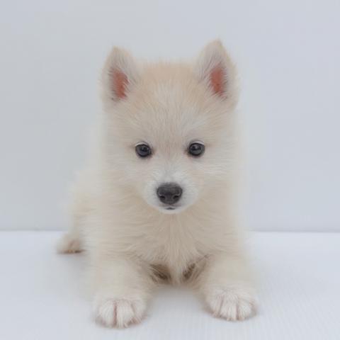 新潟県のハーフ犬・ミックス犬 (ペットアミ 新津店/2026年5月13日生まれ/男の子/その他色)の子犬の1枚目の画像