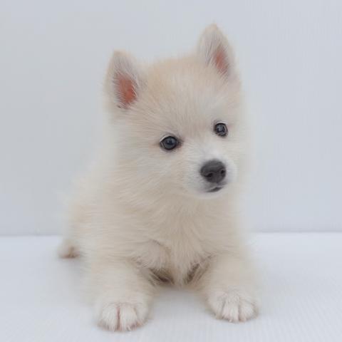 新潟県のハーフ犬・ミックス犬 (ペットアミ 新津店/2026年5月13日生まれ/男の子/その他色)の子犬の2枚目の画像