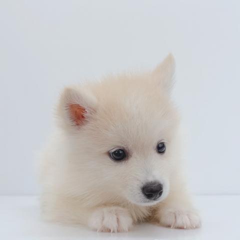 新潟県のハーフ犬・ミックス犬 (ペットアミ 新津店/2026年5月13日生まれ/男の子/その他色)の子犬の3枚目の画像