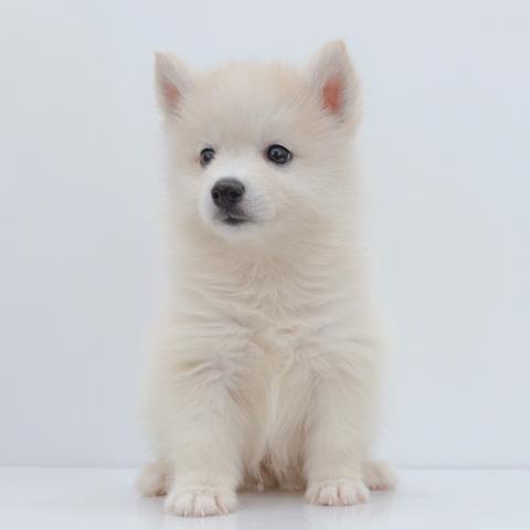新潟県のハーフ犬・ミックス犬 (ペットアミ 新津店/2026年5月13日生まれ/男の子/その他色)の子犬の4枚目の画像