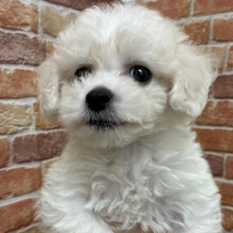 MIX