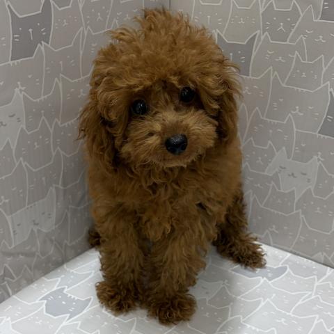 富山県のトイプードル(トイ) (ペットアミ宮野店/2026年4月4日生まれ/男の子/レッドフォーン)の子犬の2枚目の画像
