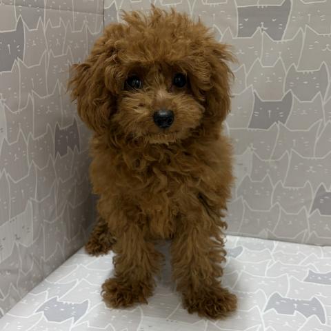 富山県のトイプードル(トイ) (ペットアミ宮野店/2026年4月4日生まれ/男の子/レッドフォーン)の子犬の3枚目の画像